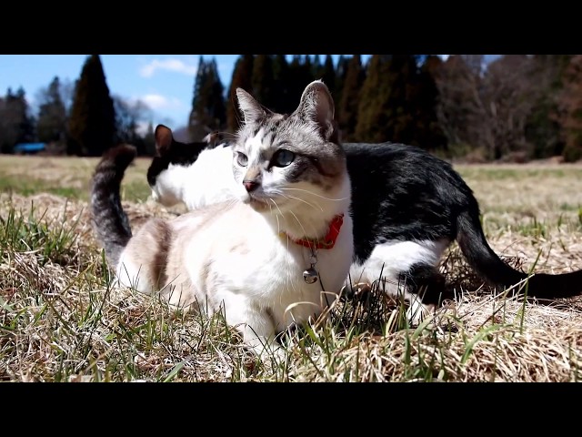 草原のちょびとくろ Cat on the meadow 200425