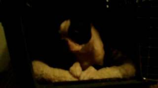 Ham being coy.MOV