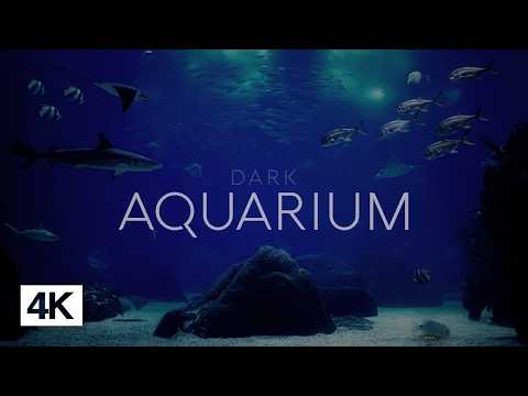 Relaxing Dark Aquarium Ambience in 4k - Underwater Soundscape - No Music