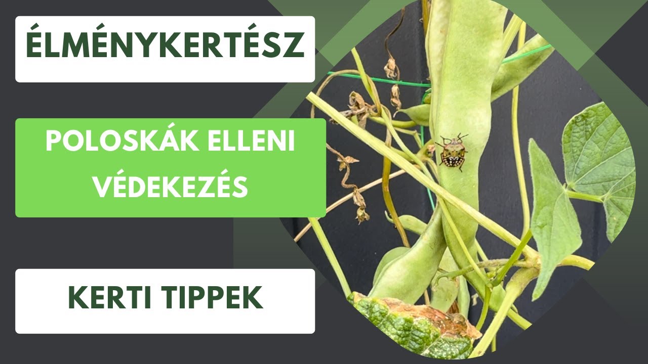 Amit mindenki szeretne tudni- Hogyan védekezzünk a poloskák ellen?🪲