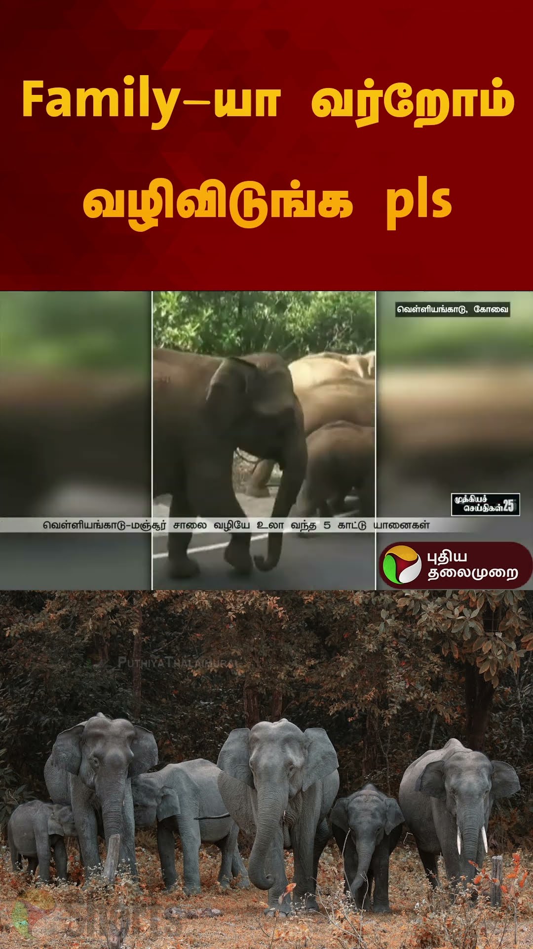 Family-யா வர்றோம் வழிவிடுங்க pls | #coimbatore | #elephant | #shorts