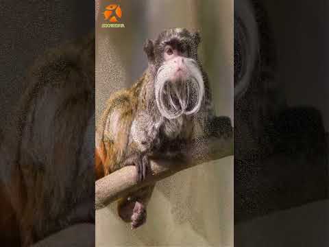 Video: Tití emperador mono: características de la especie, hábitat, nutrición
