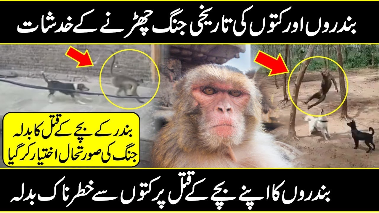 Monkey Vs DOG Gang War between monkeys and stray dogs in Maharashtra