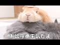 留守番中もミミの背中に乗れば寂しくないと気づいたムギが可愛すぎました【No.1932】