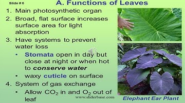 CLASS 3 | CHAPTER  2 |  PART 2 | SCIENCE | PARTS OF A PLANT