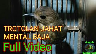 Download Lagu Cingcoang / Jongkangan Muda Gacor MP3