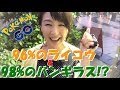 ポケモンGO 個体値 96%のライコウ&98%のバンギラス⁉︎