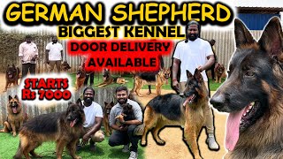 Rs7000 முதல் ஜெர்மன் ஷெப்பர்ட் Dog Kennel | Dogs for Sale | Yazhli Kennel Coimbatore