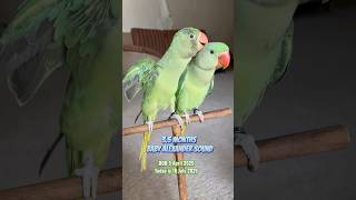 3.5 Months Baby Alexandrine Sound