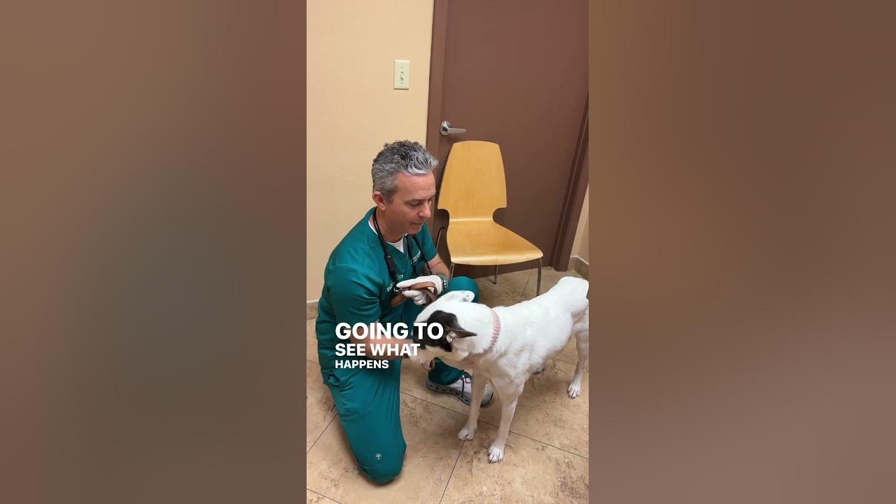 kennel-cough-exam-test-in-dogs-youtube
