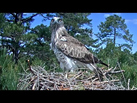 Àguila marcenca dels