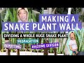 Making A Snake Plant Wall | Dividing & Repotting A Huge Snake Plant