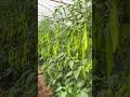 mirch harvesting #funny #duet #comedy #grow #farming #fouryoupage #viralvideo #watch #kishan