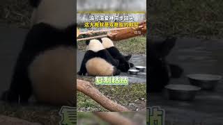 双胞胎神同步 panda twins#熊猫#panda #cute