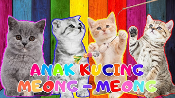 ANAK KUCING MEONG MEONG - kucing lucu banget bikin ngakak KUCING PERSIA LUCU #kucinglucu