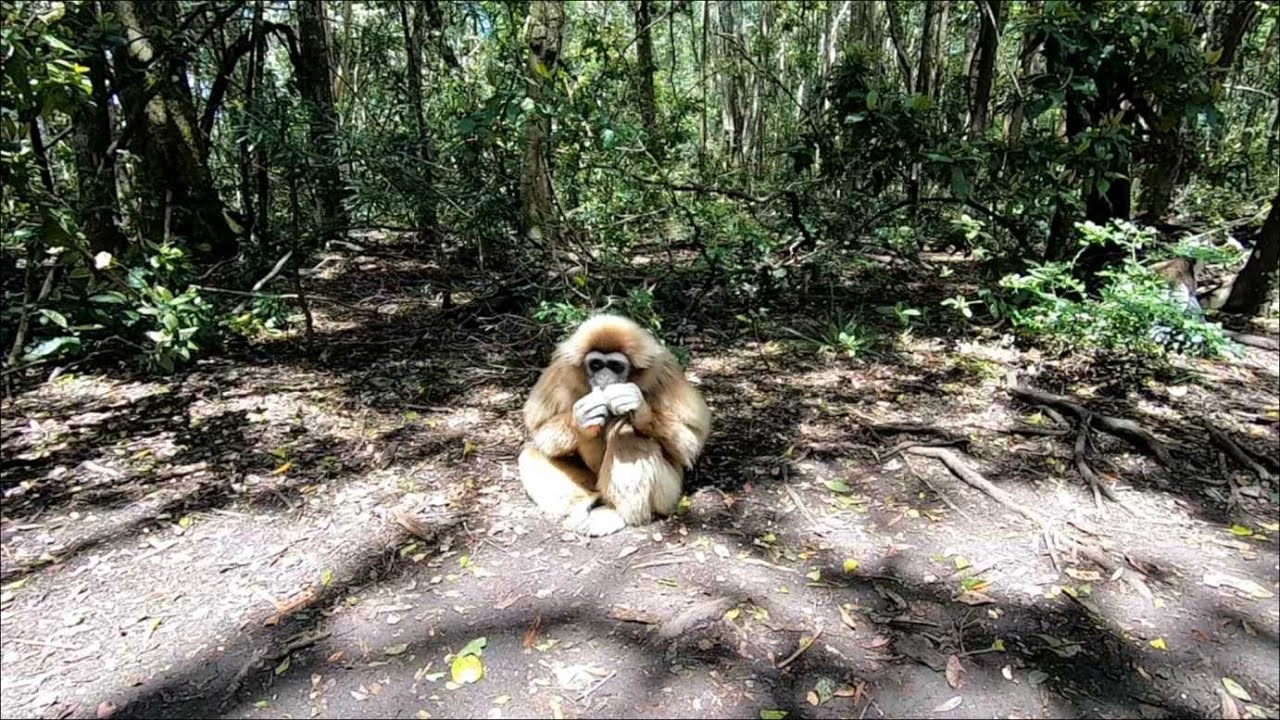 ЮАР. Обезьяний питомник/Monkeyland и самый большой авиарий/Birds of