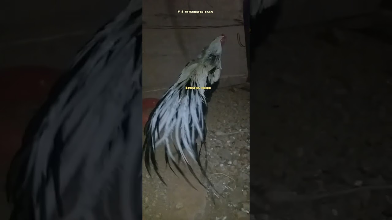 King of Tail breed  #  Suratha breed #  💚❤️💚❤️💚❤️