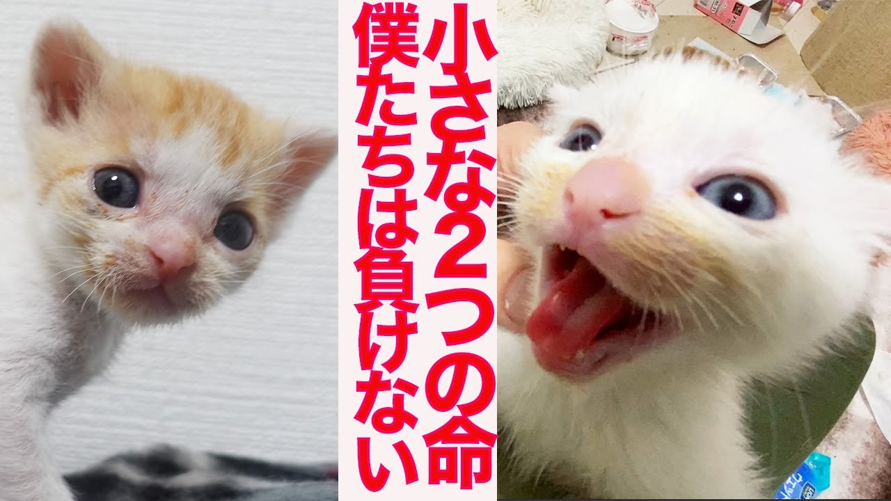この２つで問題解決能力が僕はついたよ！猫目ルチルたんとタイチンルチル編んだよ！ hqdefault.jpg