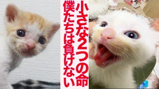 この２つで問題解決能力が僕はついたよ！猫目ルチルたんとタイチンルチル編んだよ！ No Nibbling on Tails Allowed! - YouTube