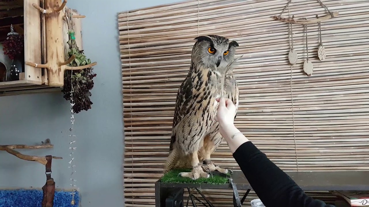 Филин ель и кофе дзен