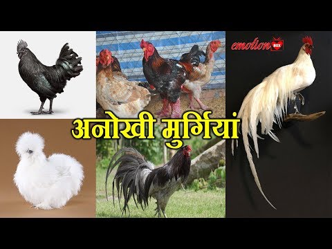 वीडियो: मास्को व्यापार केंद्र: सूची और पते