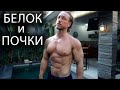 БЕЛОК и ПОЧКИ. Влияние белка на функцию почек.