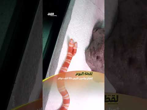 ثعبان برأسين: حركة رشيقة تثير الدهشة