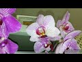 Орхидеи цветут😍любуюсь красотой🌸