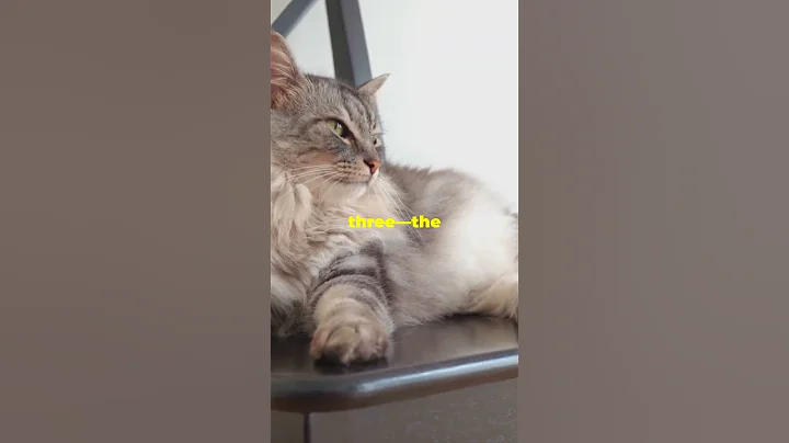 Video 10280421: burmese cat playing, feline cats cute, lovely cat breed, cat cute adorable love