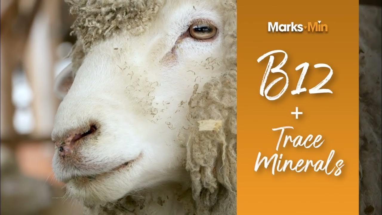MarksMin Copper Free Injectable Trace Mineral With Vitamin B12 For Cattle & Sheep YouTube