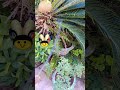 plants 🪴 #water#fun#love😊😊😊😊
