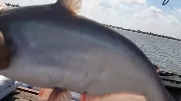 Mùng 5 Tết Xuống Cần Khai Trương Năm Mới  # SĂN BẮT ĐỒNG THÁP #