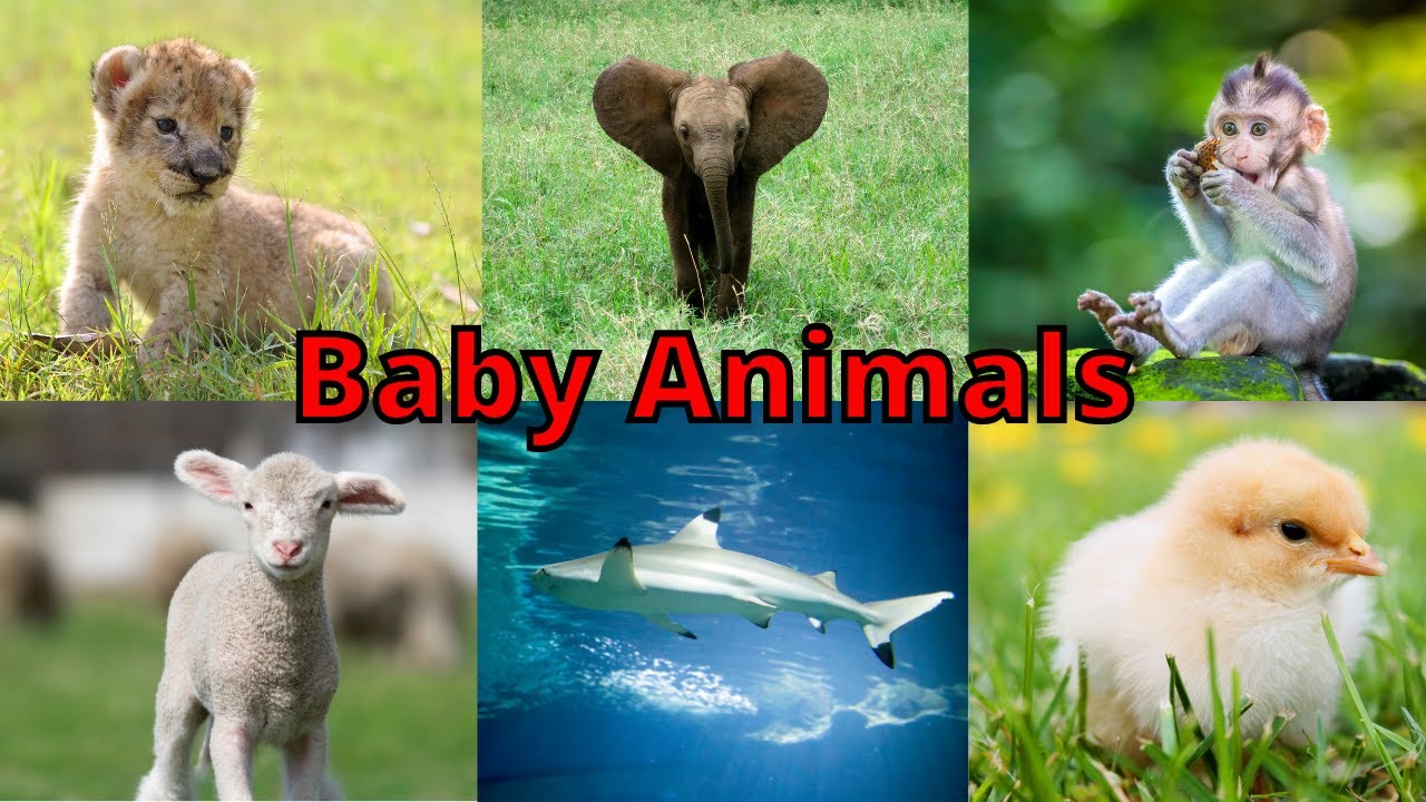 Baby Animals Videos Learn Baby Animal Names Puppy Cub Calf & More