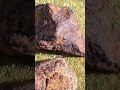Canyon Diablo Meteorite 1/3 oz per ton of platinum and 7% Nickel #arizona #meteorite #meteor
