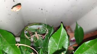 Net Casting Spider With Net (Deinopidae)