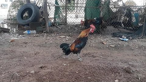 Saib kuv tu ntsuag lau qaib F3 zoo nkauj heev