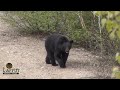 À l'affût: Chasse à l'ours