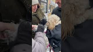 Owners Get Excess Snow off a Dog after a Forest Walk