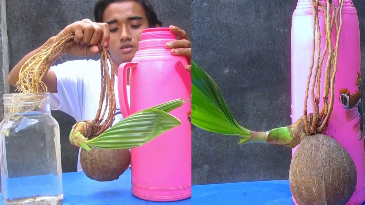  BONSAI  KELAPA MEDIA AIR GAYA MENGGANTUNG POT  DARI BARANG  