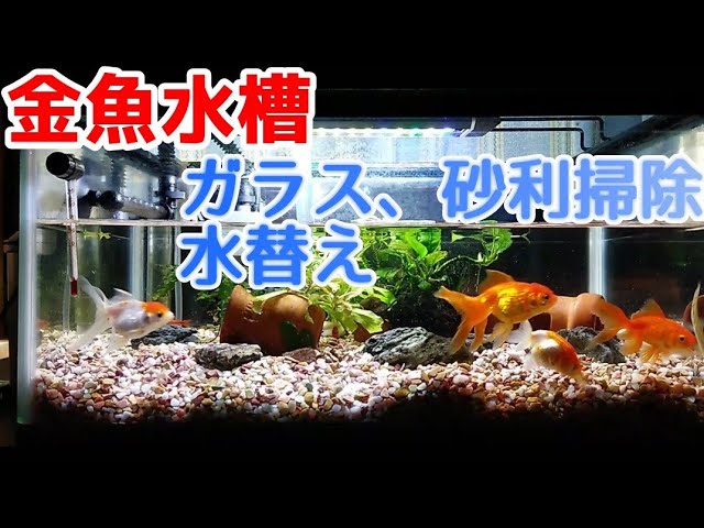 金魚水槽の水替え 砂利掃除 21 5 2 Youtube 金魚水槽の水替え 砂利掃除 21 5 2 Youtube