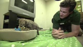 Busch Gardens Welcomes New Baby Cheetah