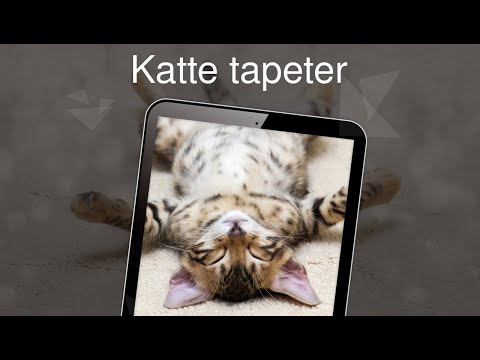 Video: Sådan Stopper Du En Kat Fra At Ridse Tapet