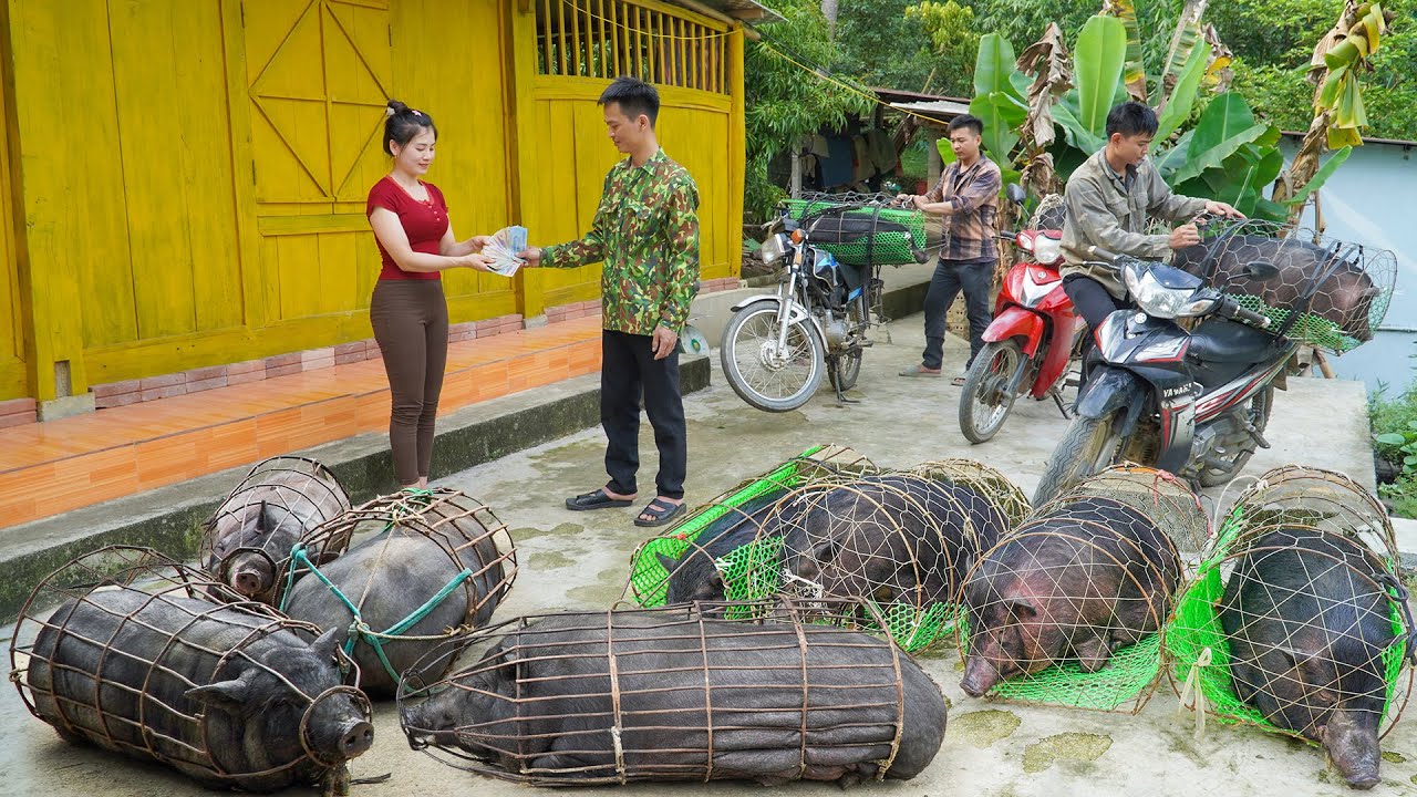 Selling A Herd Of 60KG Pigs Each After 200 Days Of Raising - Buy New Herd Of Piglets To Raise