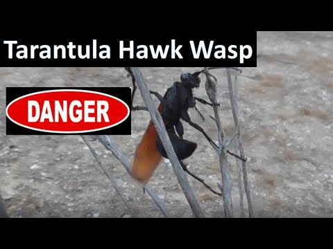 Tarantula Hawk Wasp short documentary - This guy hurts! (Hemipepsis ustulata)