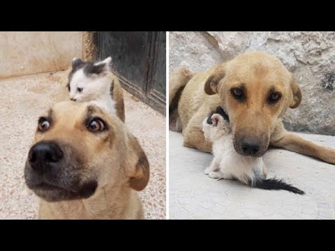 Orphaned Kitten Looking For A Mom Meets Dog Who Lost Her Entire Litter And Now They’re Adorable