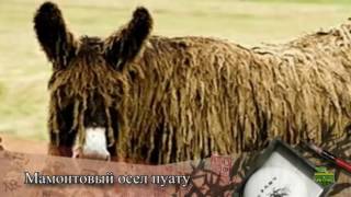 Ужасы генной инженерии 7 самых страшных пород домашних животных Ужасы генной инженерии 7 самых страшных пород домашних животных