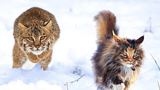 Bobcat vs Maine Coon  Who Would Win?