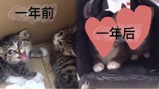 [续集]养凶小猫咪一年后的改变 by 爱护毛小孩 2,941 views 3 years ago 2 minutes, 49 seconds