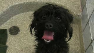 Take Me Home, adoption video, cute cats and dogs waiting to go home with you!