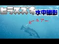 ヒラスズキ釣行でヒラスズキ水中撮影に挑戦しました！